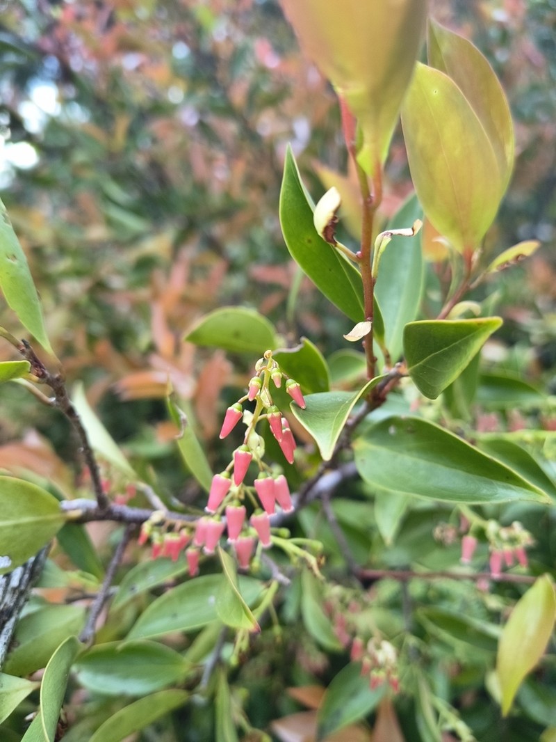 Vaccinium dictyoneuron