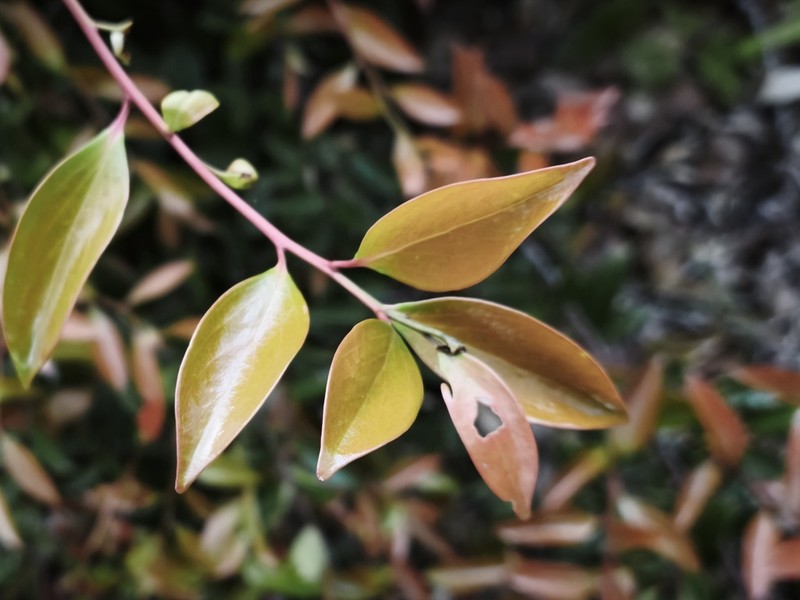 Vaccinium dictyoneuron photo 2