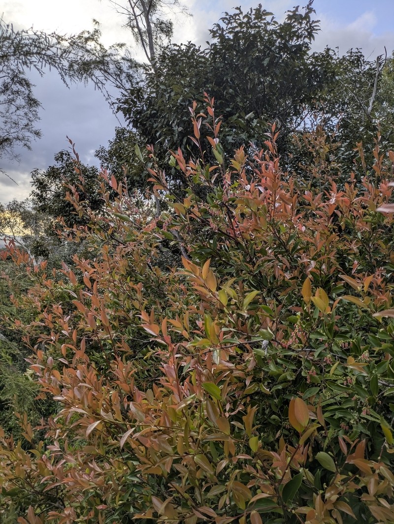 Vaccinium dictyoneuron photo 3