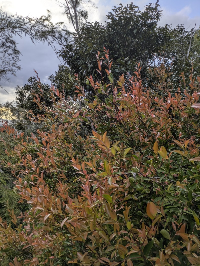 Vaccinium dictyoneuron photo 4