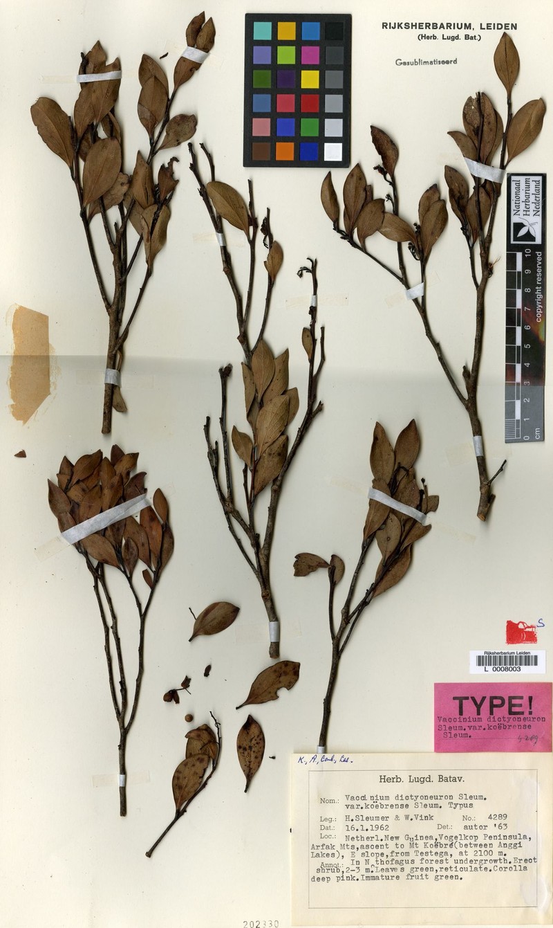 Vaccinium dictyoneuron photo 6