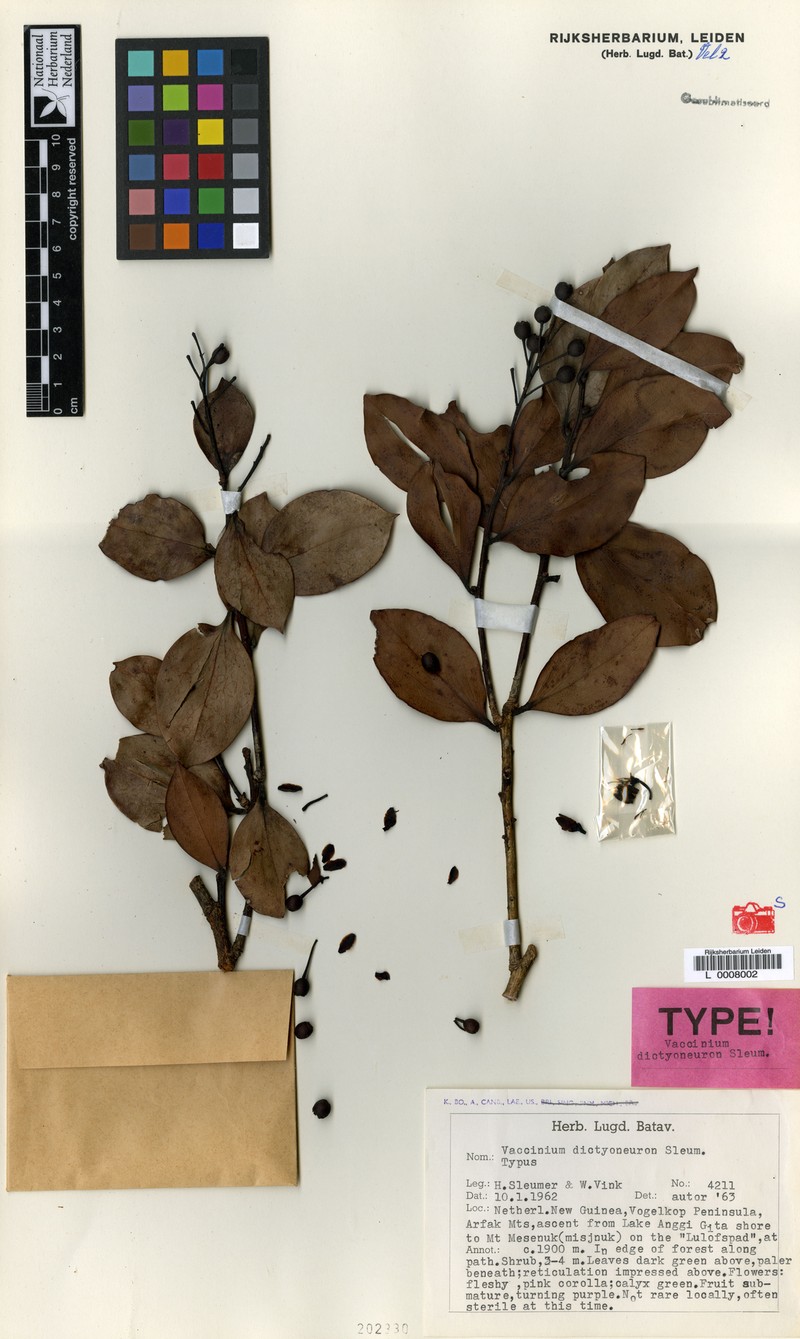 Vaccinium dictyoneuron photo 7