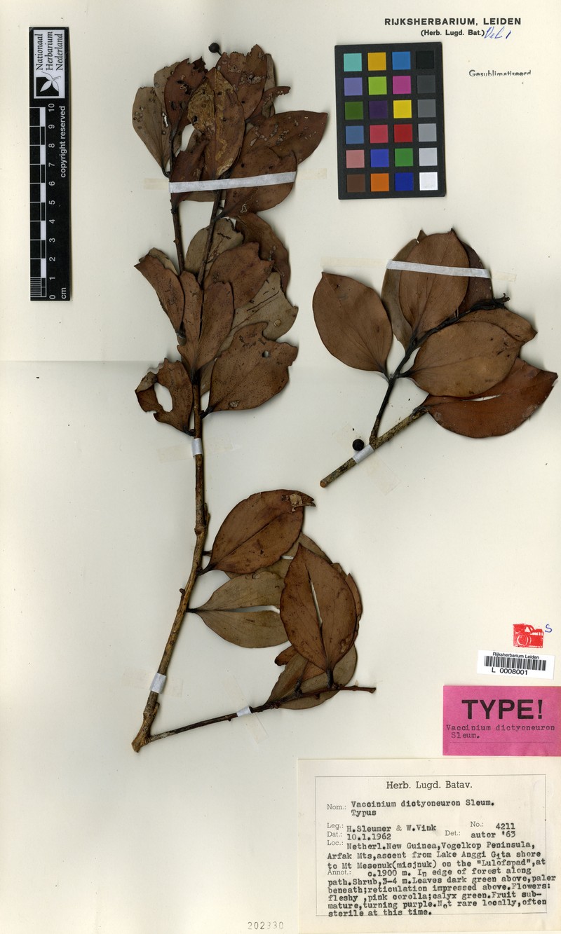 Vaccinium dictyoneuron photo 8