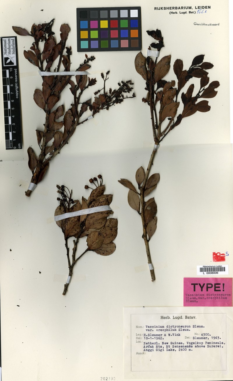 Vaccinium dictyoneuron var. oreophilum
