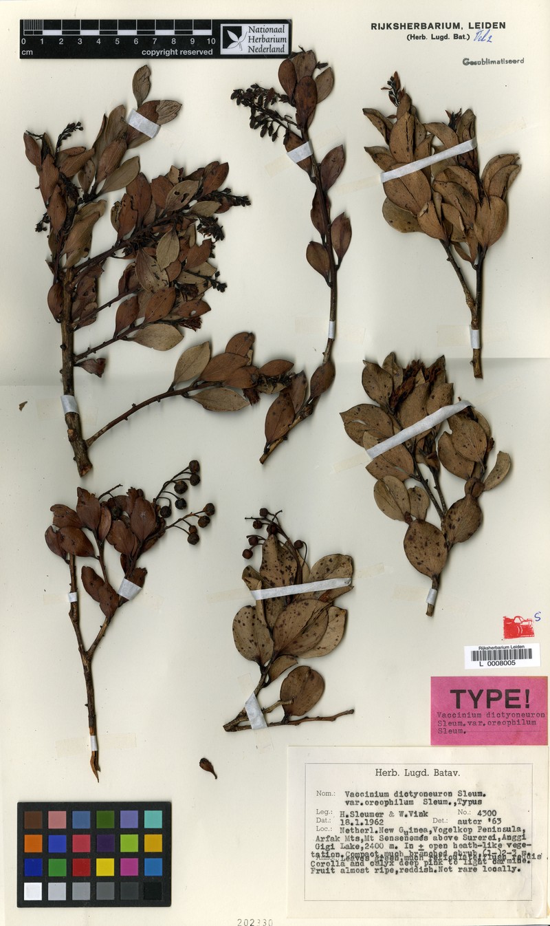 Vaccinium dictyoneuron var. oreophilum photo 2
