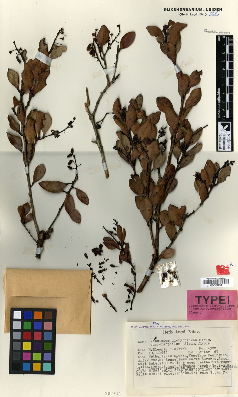 Vaccinium dictyoneuron var. oreophilum photo 3