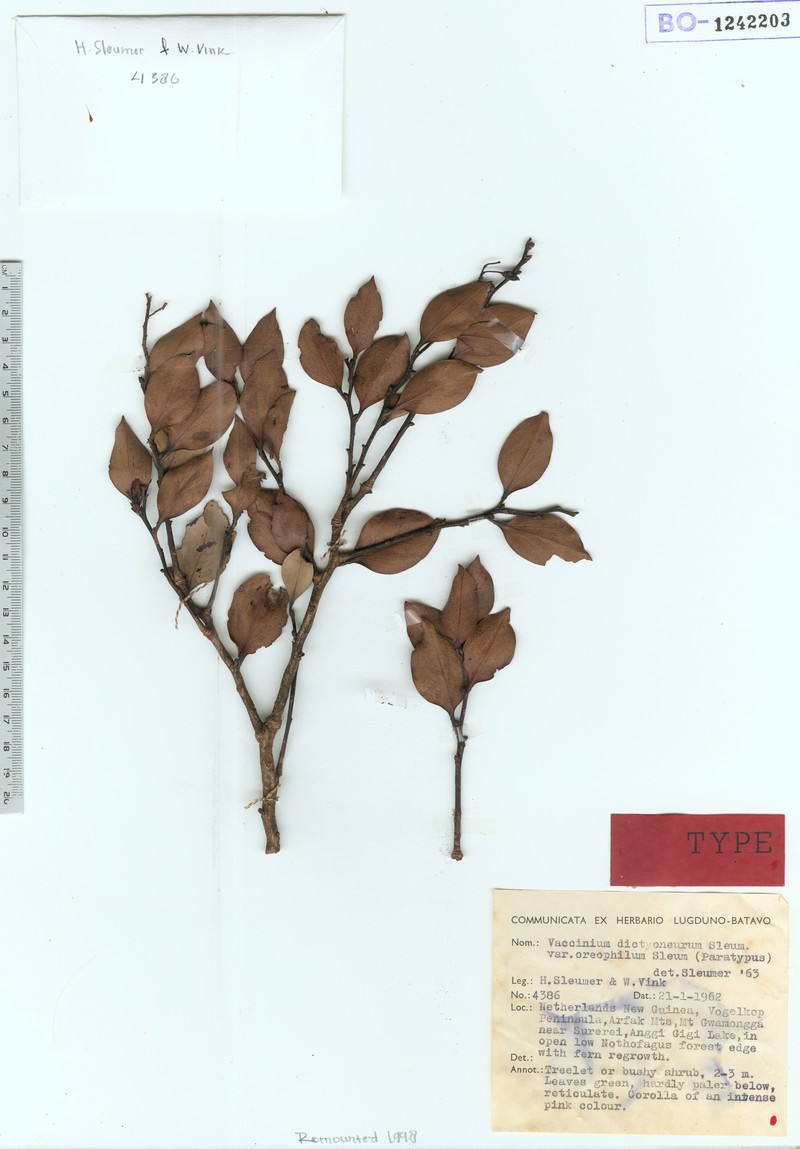 Vaccinium dictyoneuron var. oreophilum photo 4