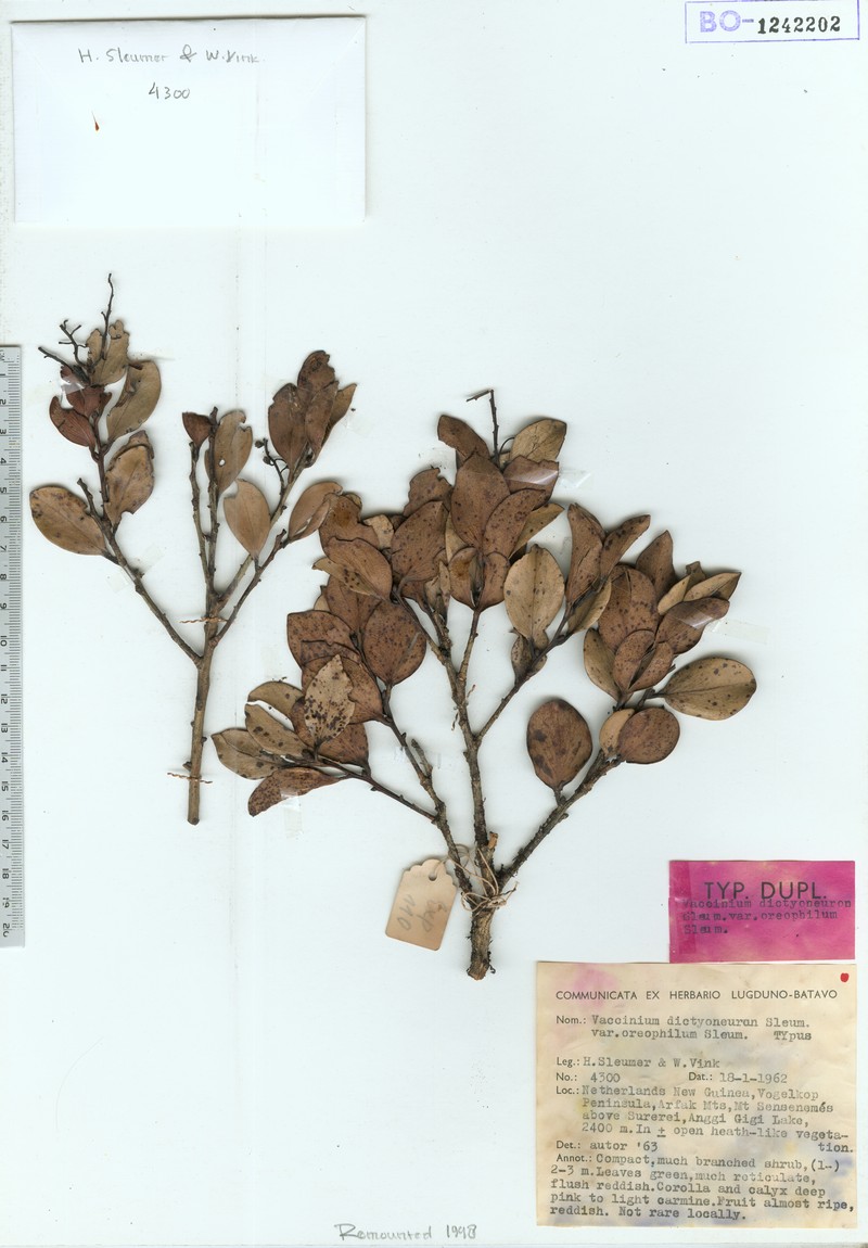 Vaccinium dictyoneuron var. oreophilum photo 5
