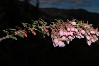 Vaccinium didymanthum