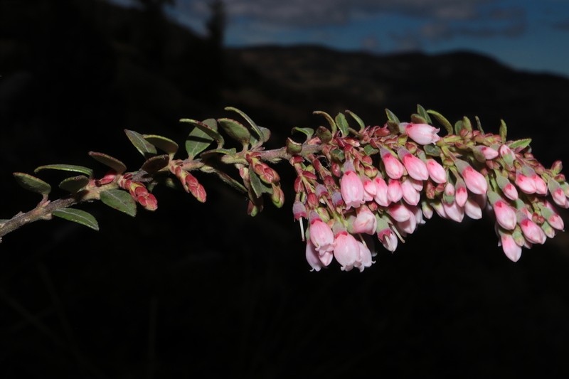 Vaccinium didymanthum