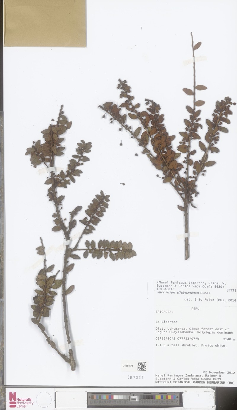 Vaccinium didymanthum photo 2