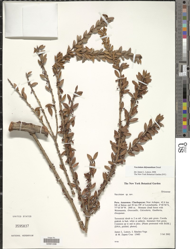 Vaccinium didymanthum photo 3