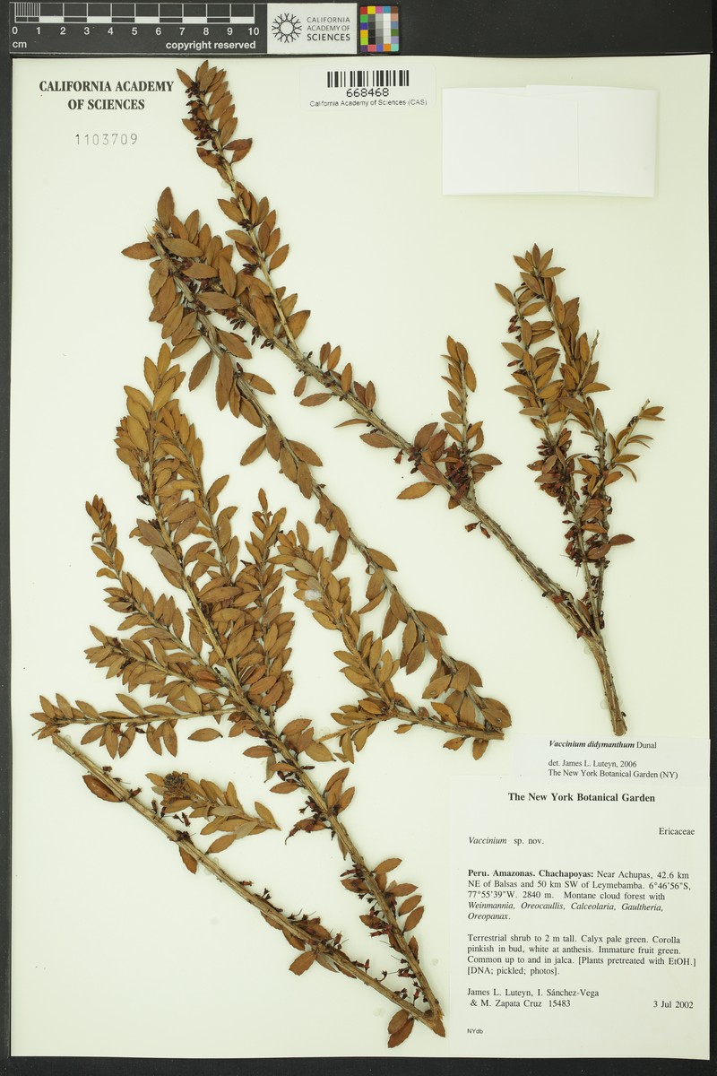 Vaccinium didymanthum photo 4