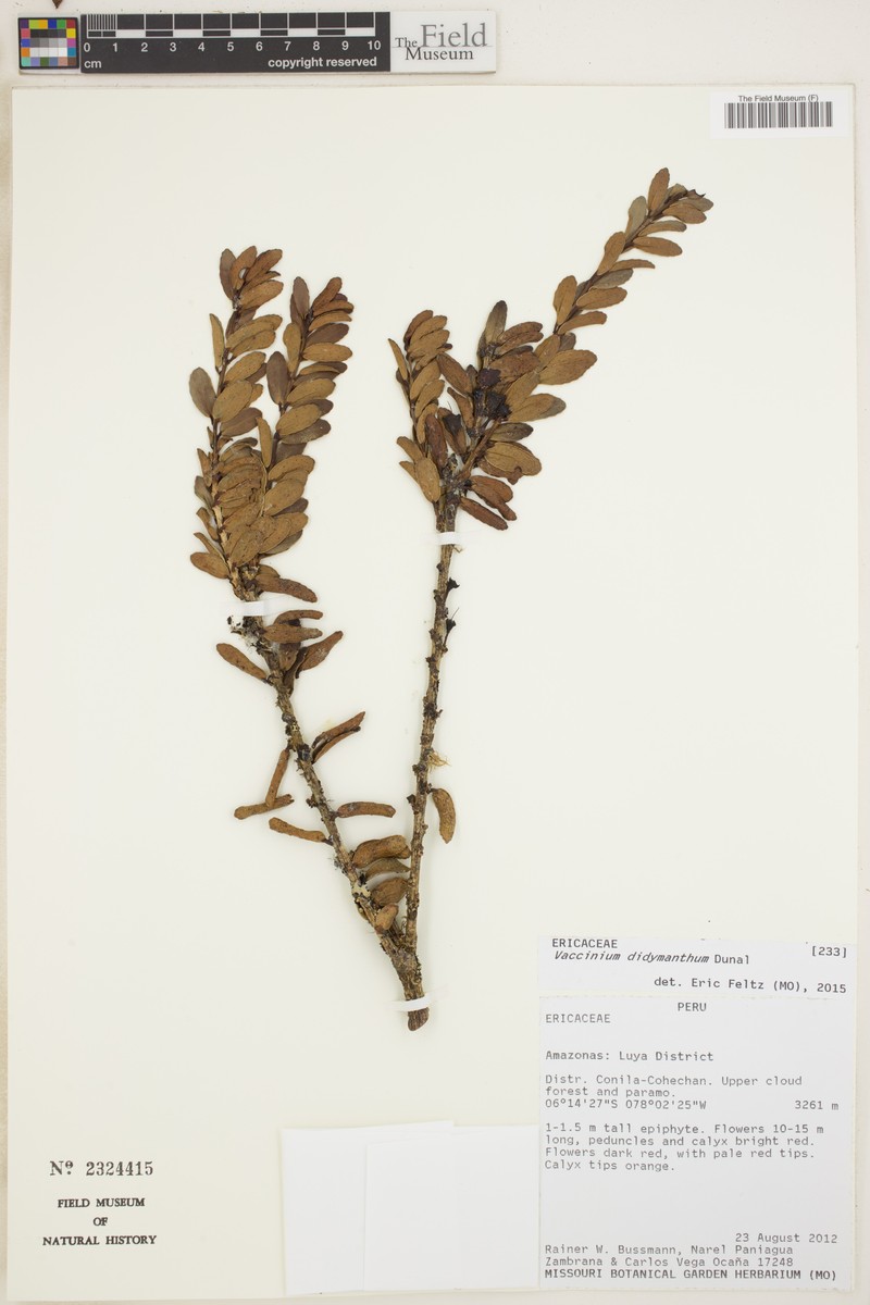 Vaccinium didymanthum photo 5