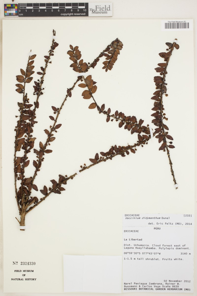 Vaccinium didymanthum photo 6