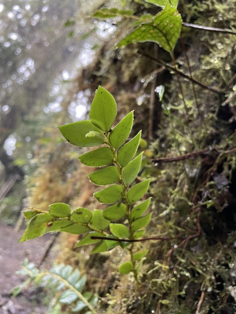 Vaccinium distichum