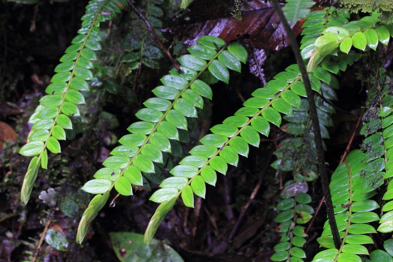 Vaccinium distichum photo 2