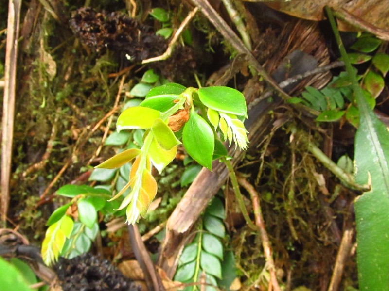 Vaccinium distichum photo 7