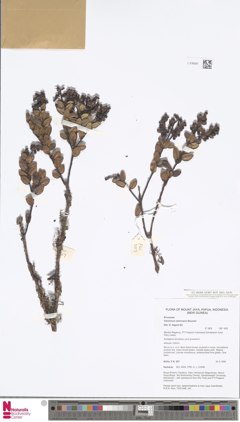 Vaccinium dominans