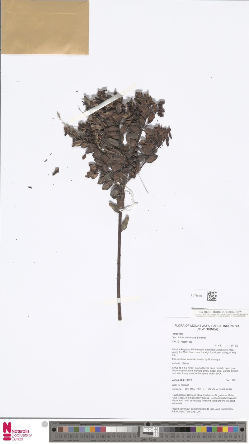 Vaccinium dominans photo 2