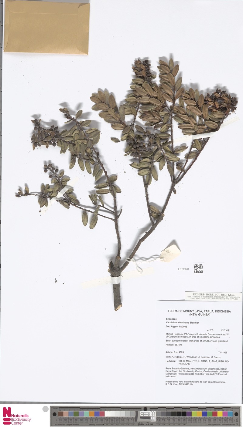 Vaccinium dominans photo 3