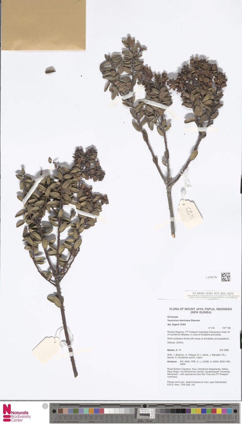 Vaccinium dominans photo 4