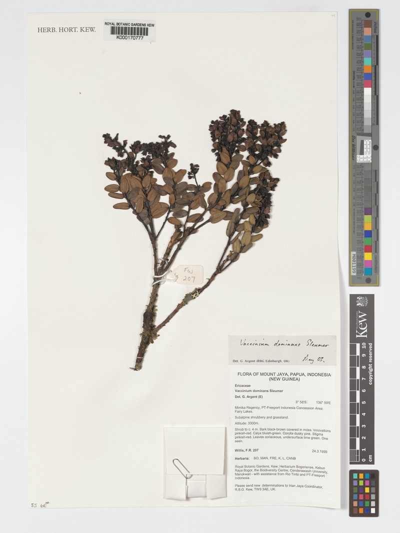 Vaccinium dominans photo 5