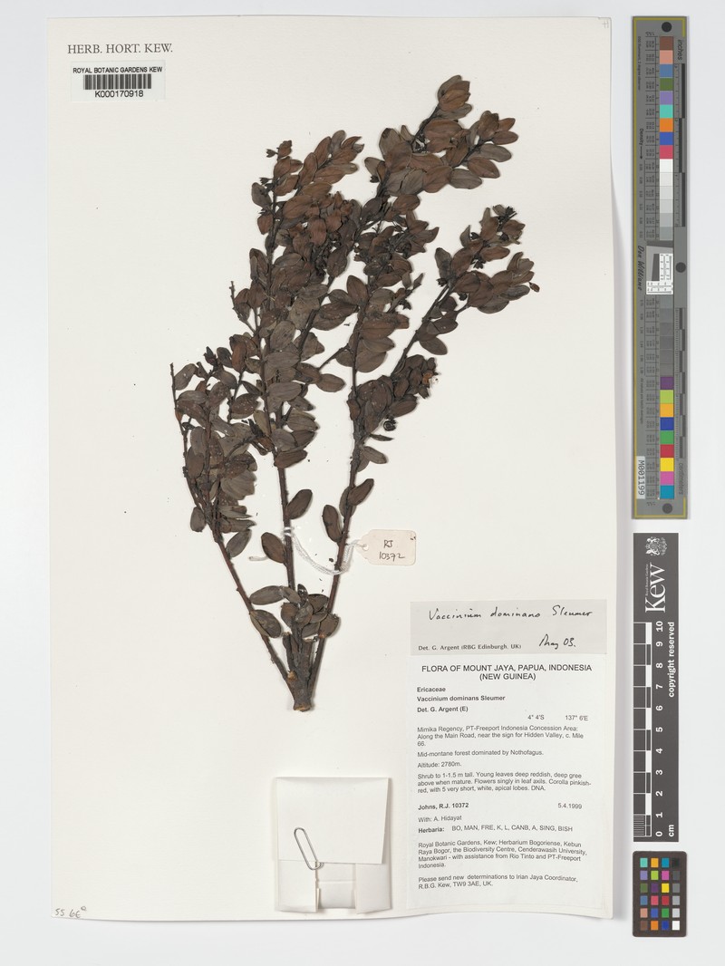 Vaccinium dominans photo 6