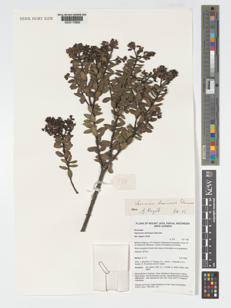 Vaccinium dominans photo 7