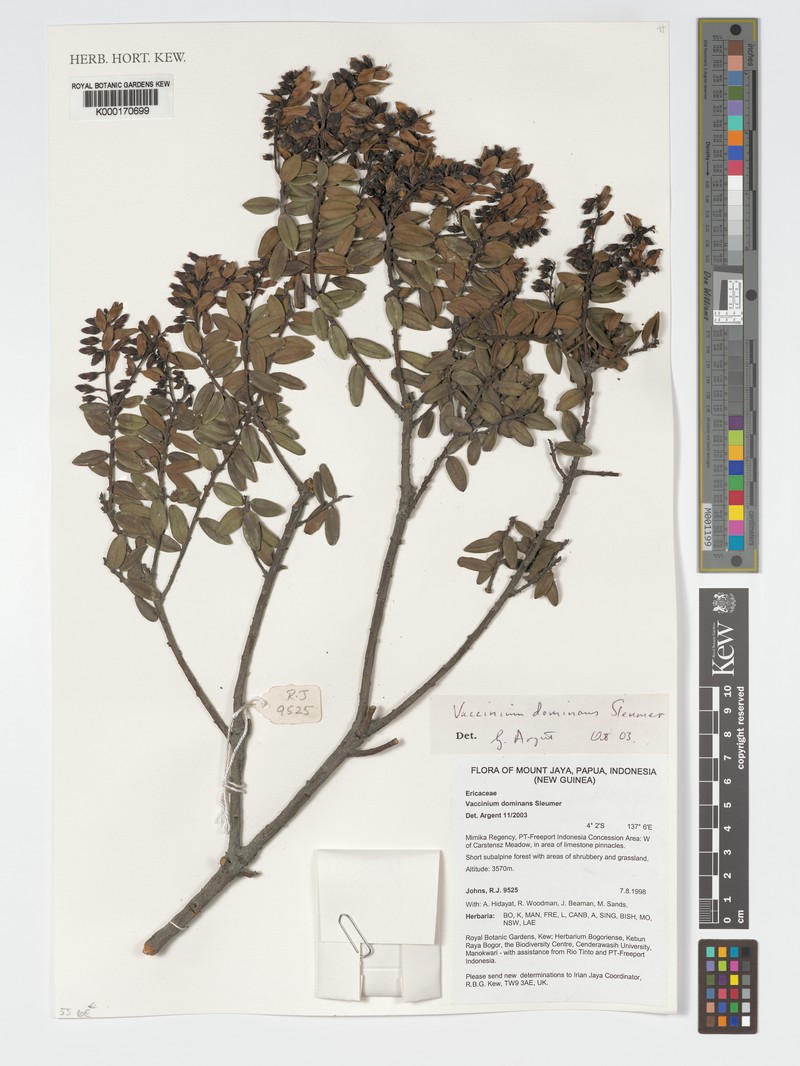 Vaccinium dominans photo 8