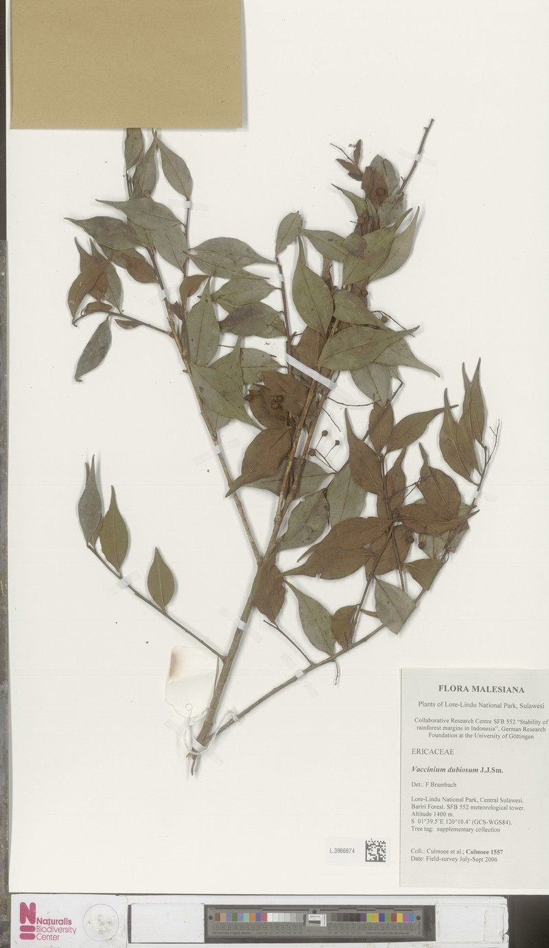 Vaccinium dubiosum