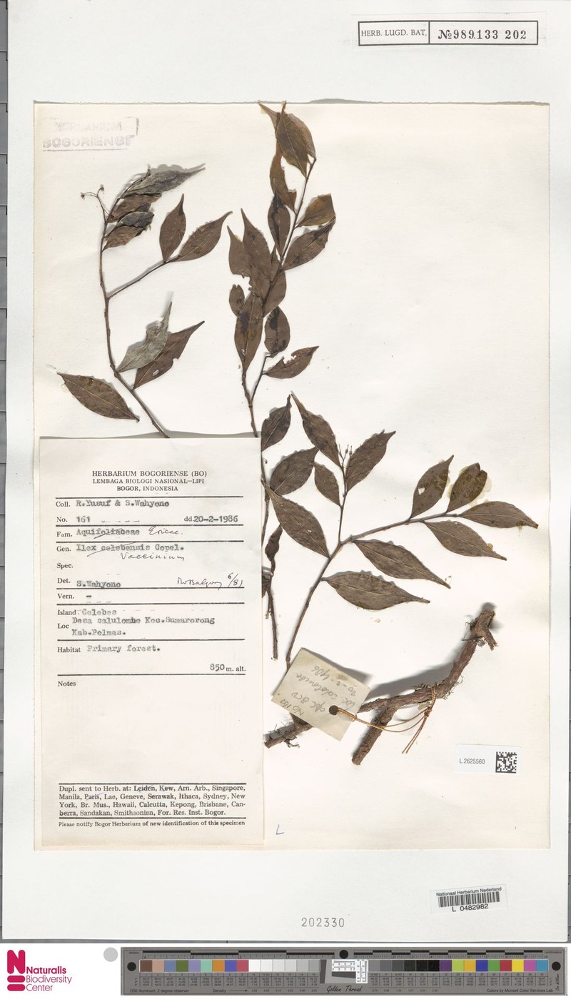 Vaccinium dubiosum photo 2