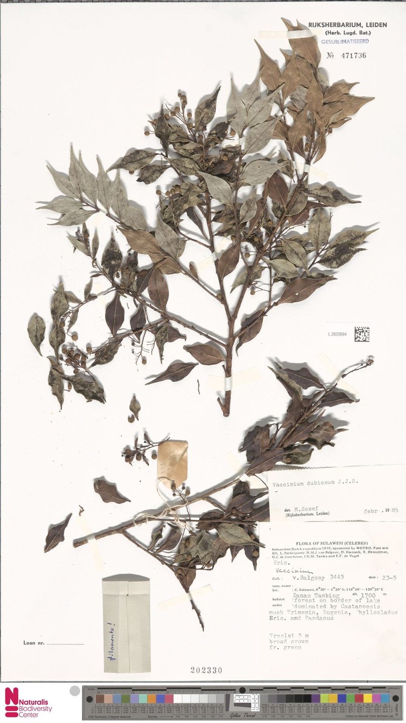Vaccinium dubiosum photo 3