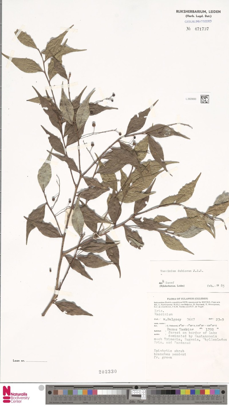 Vaccinium dubiosum photo 4