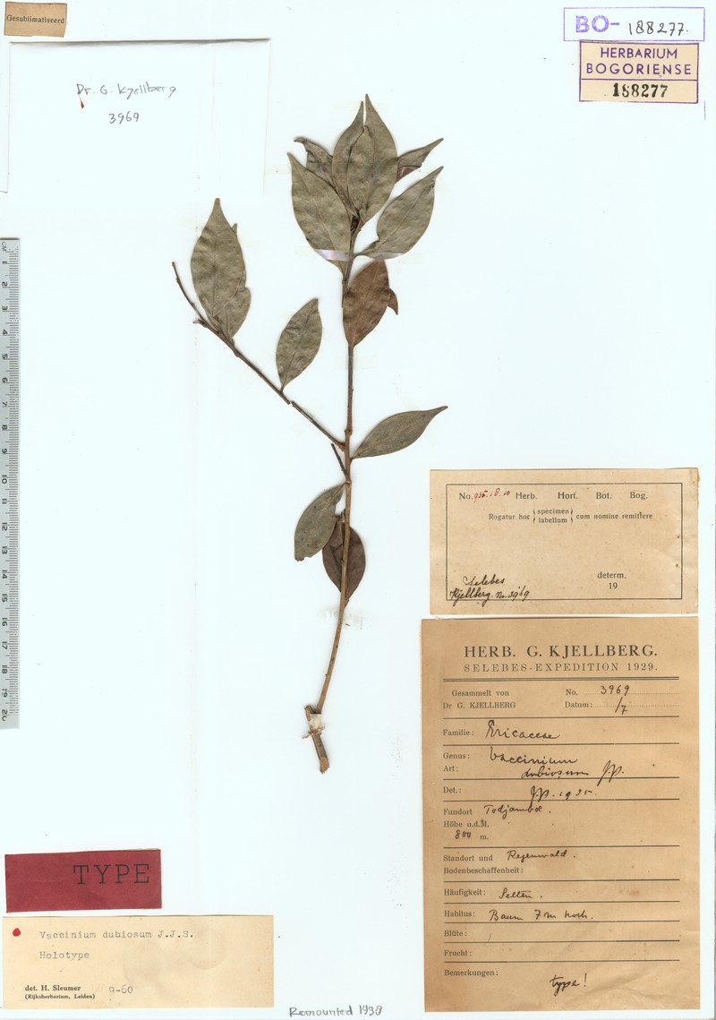 Vaccinium dubiosum photo 6