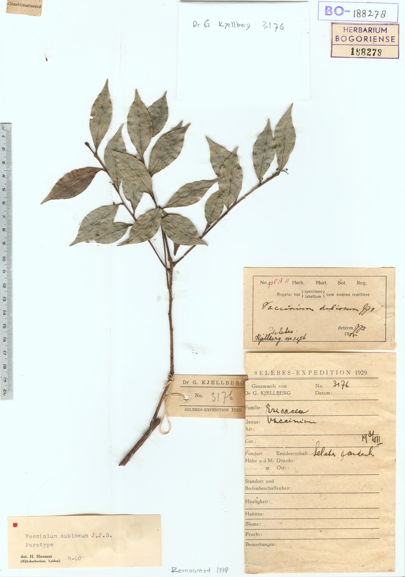 Vaccinium dubiosum photo 7
