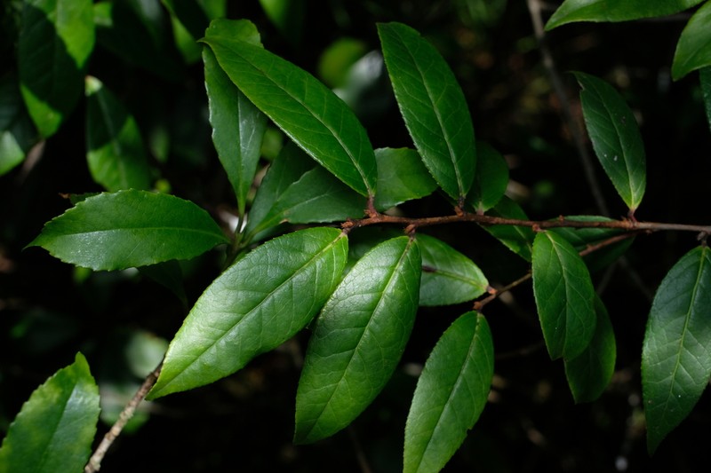 Vaccinium duclouxii