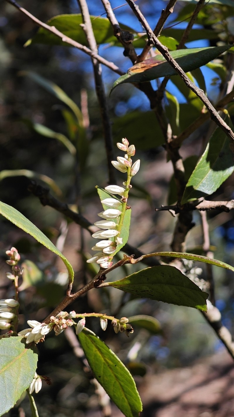 Vaccinium duclouxii photo 2