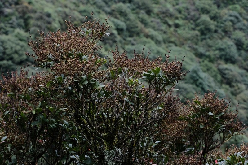 Vaccinium duclouxii photo 3