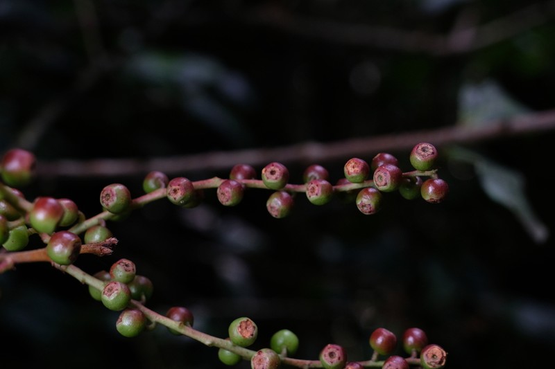 Vaccinium duclouxii photo 4