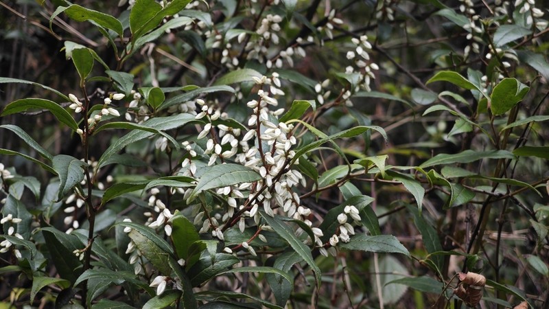 Vaccinium duclouxii photo 5