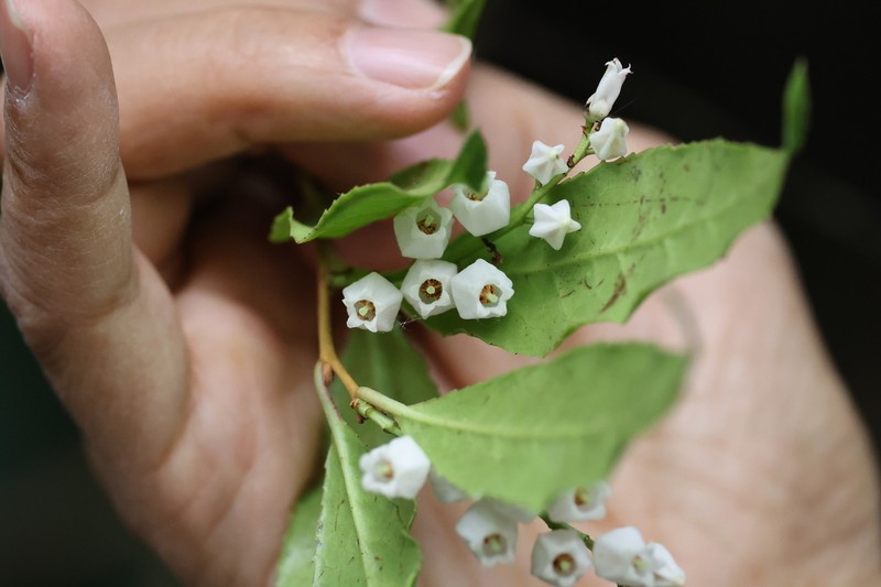 Vaccinium duclouxii photo 6