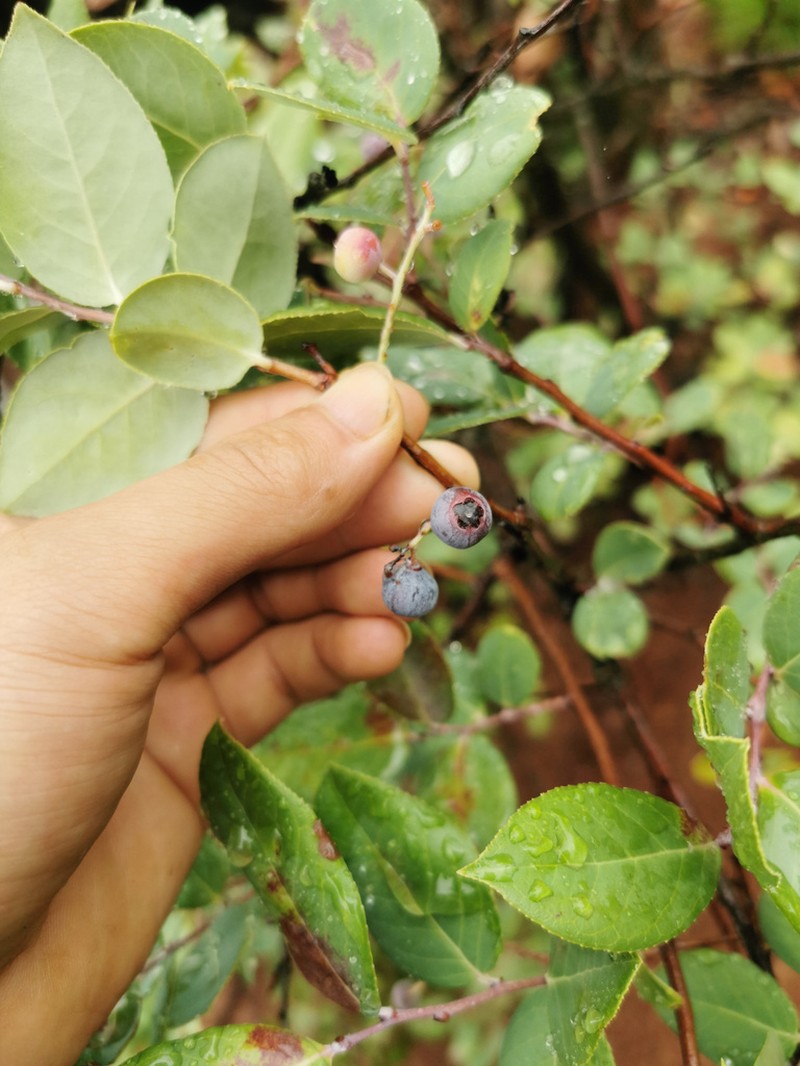 Vaccinium duclouxii photo 7