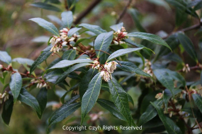 Vaccinium duclouxii photo 8