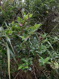 Vaccinium dunalianum