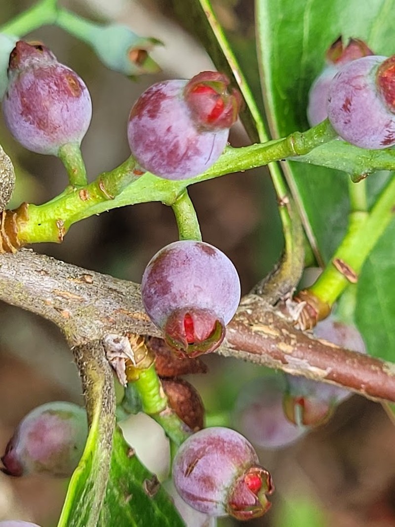 Vaccinium dunalianum photo 2
