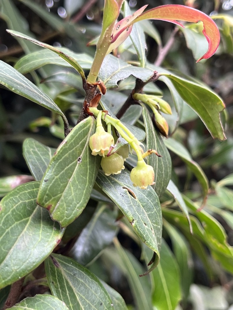 Vaccinium dunalianum photo 3