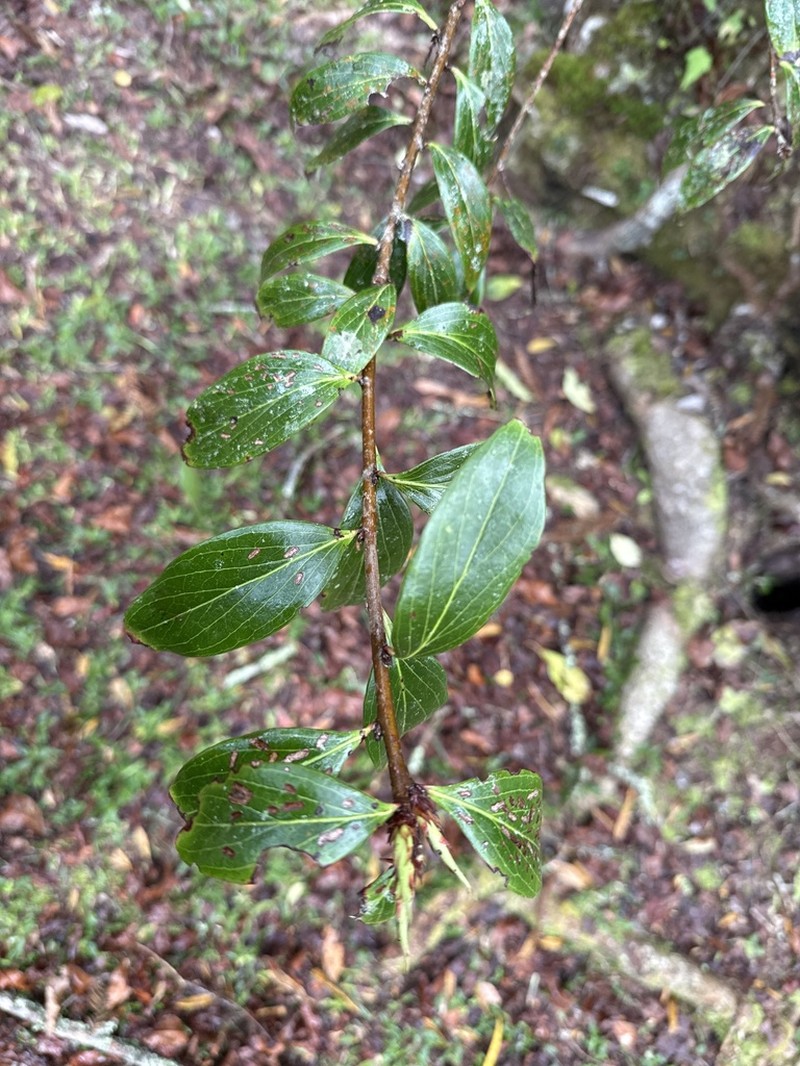 Vaccinium dunalianum photo 4