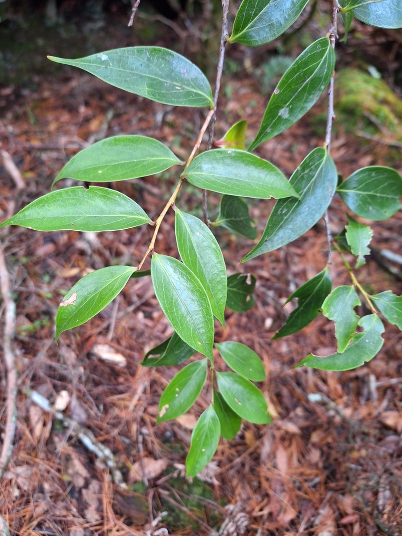 Vaccinium dunalianum photo 5