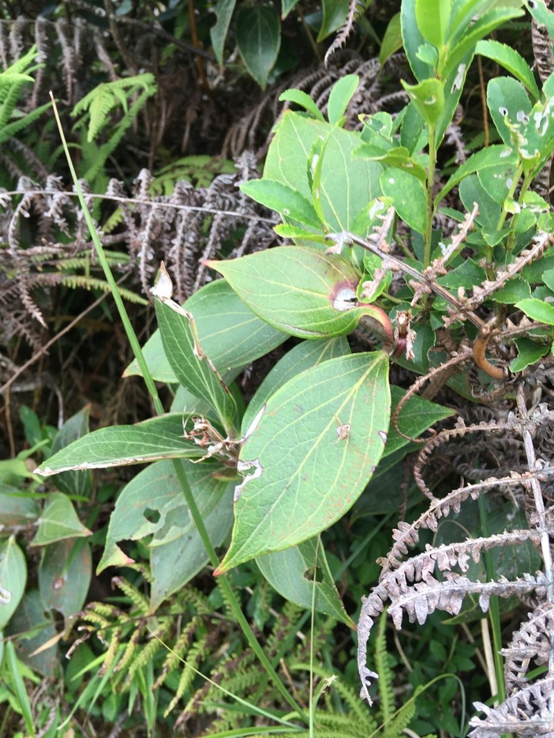 Vaccinium dunalianum photo 6